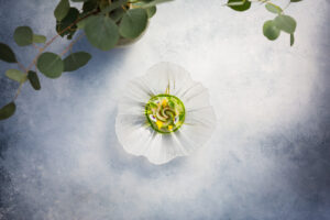 dry-aged shima aji on a beautiful, ridge plate meant to look like a flower.