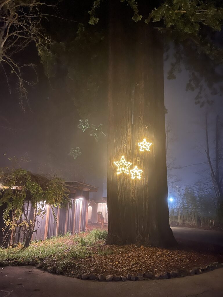 a Dawn cypress garlanded with star lights
