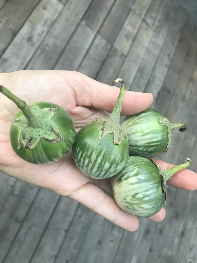 These tiny green Thai eggplants did not make it into any of the eggplant recipes I prepared for this story