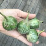 Thai eggplants -- four fit in my hand